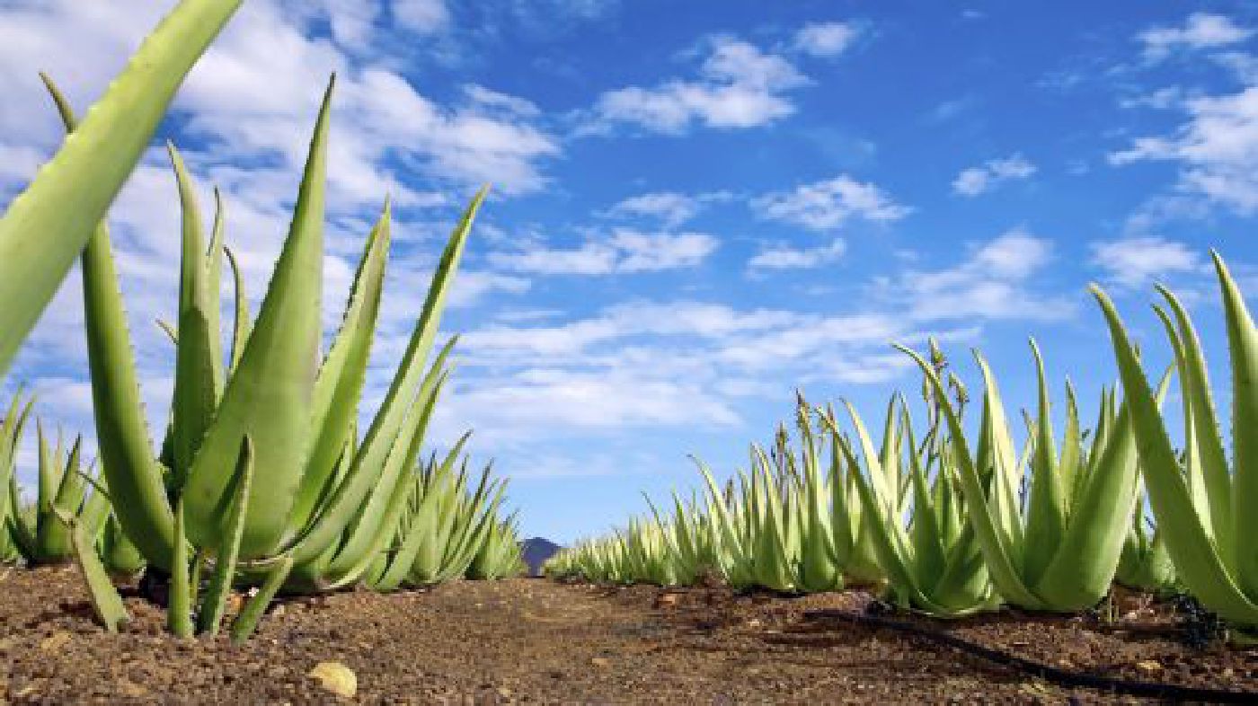 Aloe vera.