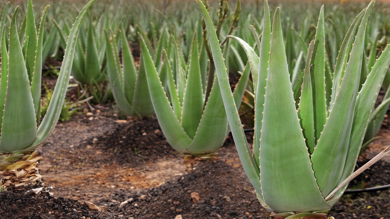 Aloe vera field; Furteventura, Canary Islands, Spain